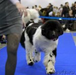 Превью фото № 62345