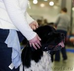 Превью фото № 62365