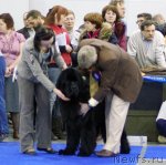 Превью фото № 62409