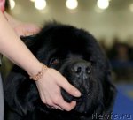 Превью фото № 62412