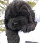 Превью фото № 62443