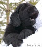 Превью фото № 62444