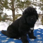 Превью фото № 62449