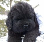 Превью фото № 62456