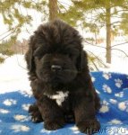 Превью фото № 62457