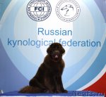 Превью фото № 62494