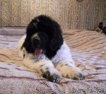 Превью фото № 62765