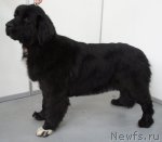 Превью фото № 62775