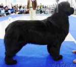 Превью фото № 62828