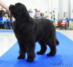 Превью фото № 62833