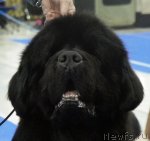 Превью фото № 62866