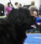 Превью фото № 62870