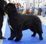 Превью фото № 62877