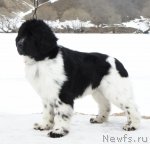 Превью фото № 62886