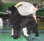 Превью фото № 62926