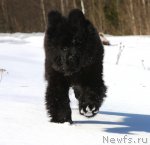 Превью фото № 62955