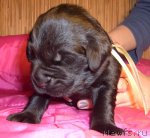 Превью фото № 63067