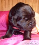 Превью фото № 63068