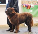 Превью фото № 6312