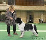 Превью фото № 63129