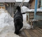 Превью фото № 63135