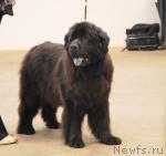 Превью фото № 6314