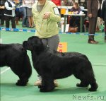 Превью фото № 63182