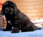 Превью фото № 63254