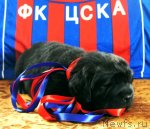 Превью фото № 63276