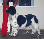 Превью фото № 6339