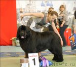 Превью фото № 63436