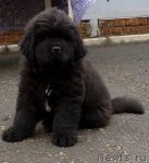 Превью фото № 63569