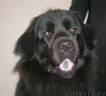 Превью фото № 636