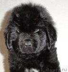 Превью фото № 63745