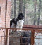 Превью фото № 63811