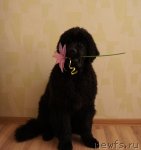 Превью фото № 63824