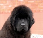 Превью фото № 63894