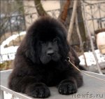 Превью фото № 63895