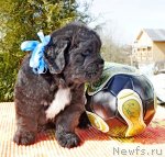 Превью фото № 63928