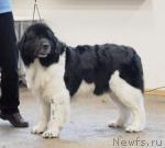 Превью фото № 6398