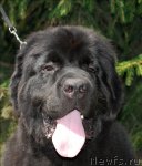 Превью фото № 64261