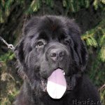 Превью фото № 64262