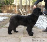 Превью фото № 64339