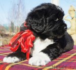 Превью фото № 64386