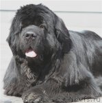 Превью фото № 64427