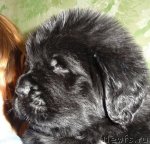 Превью фото № 64619