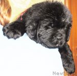 Превью фото № 64628