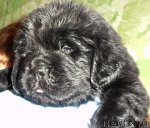 Превью фото № 64629