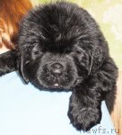 Превью фото № 64630