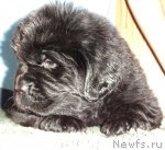 Превью фото № 64634